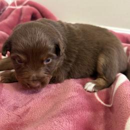 Belle - Red tri-color female Australian Shepherd puppy in East Hartford, Connecticut from CT Aussies