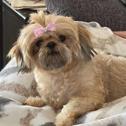 Ping - Shih Tzu