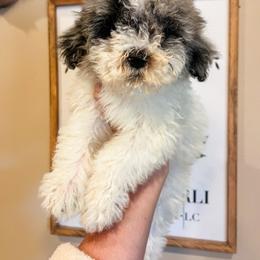 Ms Hip Hop - Merle female Sheepadoodle puppy in Sulphur Bluff, Texas from V6 Ranch Dogs