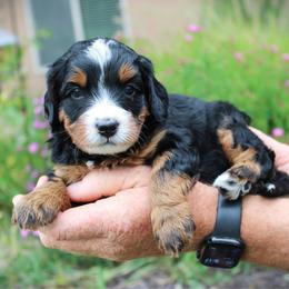 Sugar - Tri-color female Bernedoodle puppy in Eagle Mountain, Utah from Fur Real Puppies.