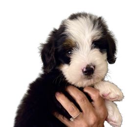 Bernedoodle Puppies from Renowned Bernedoodles
