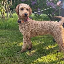 Sophie - Poodle