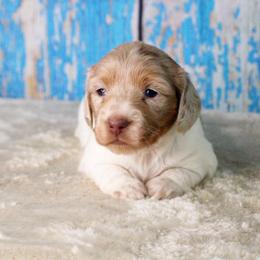 CKC Liberty - Dapple female Dachshund puppy in Christiansburg, Virginia from Little Legs Luxury Dachshunds LLC