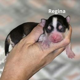 Regina - Black and white female Pomsky puppy in Fredericksburg, Virginia from Purely Pomskies