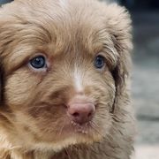 Nova Scotia Duck Tolling Retrievers from Northern Seafog Kennel