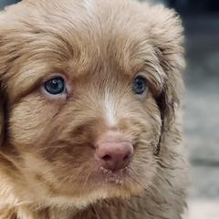 Nova Scotia Duck Tolling Retrievers from Northern Seafog Kennel