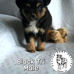 Spur - Black tri male Miniature Australian Shepherd puppy in Jaroso, Colorado from Heaven Sent Aussies