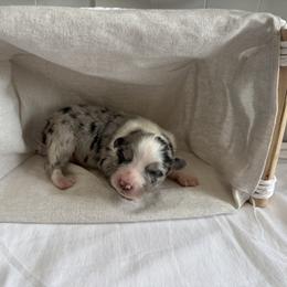 Emerald - Blue merle female Australian Shepherd puppy in Weeki Wachee, Florida from Ace of Spades Australian Shepherds