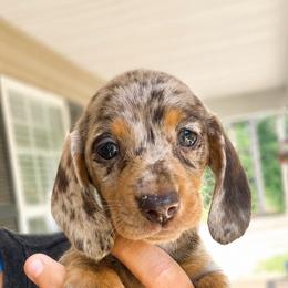 Polly AKC  5000 - Dapple female Dachshund puppy in Indian Trail, North Carolina from Hilda’s Teenie Weenies