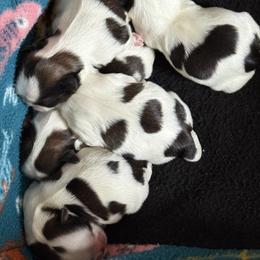 Girl 2 - Gold and white female Shih Tzu puppy in Sevierville, Tennessee from Ridgehaven Shih Tzus