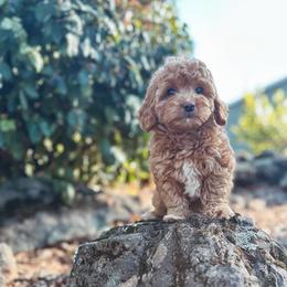 Nutella - Yellow and white female Bernedoodle puppy in Shingle Springs, California from Kindred Oak Goldendoodles