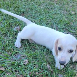 Willow - Piebald female Dachshund puppy in Onalaska, Texas from Weenies on the Lake