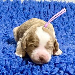 Lavender Collar Girl - Apricot female Australian Labradoodle puppy in Coeur D'alene, Idaho from Lake City Labradoodles