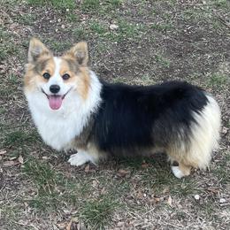 Sabrina - Pembroke Welsh Corgi