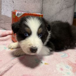 Puffs - Black tri-color male Australian Shepherd puppy in Warsaw, Missouri from Siercks Ranch Aussies