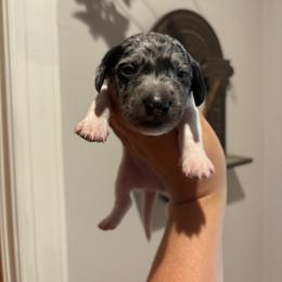 Boy 2 - Dapple male Dachshund puppy in Columbiana, Alabama from Tonya's Dachshunds