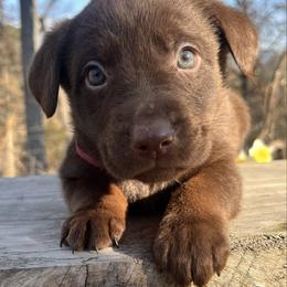 Chocolate girl, red collar - Chocolate female Labrador Retriever puppy in Ozark, Arkansas from Middle Ridge Retrievers