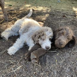 Labradoodle Puppies from Daisy's Labradoodles