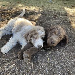 Labradoodle Puppies from Daisy's Labradoodles