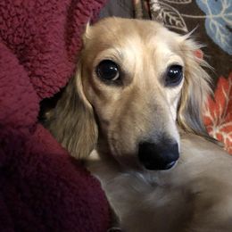 Amy - Dachshund