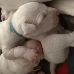 Bluey - White and black male Dalmatian puppy in Hastings, Florida from Love My Spotty Dalmatians