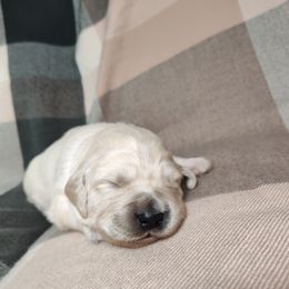 High Road's Atlas Explorer - Atlas - Light golden male Golden Retriever puppy in Seymour, Missouri from High Road Golden Retrievers