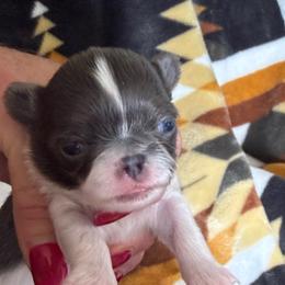 Ozzy - Blue and white male Chihuahua puppy in Dime Box, Texas from Color Me Crazy Chihuahuas