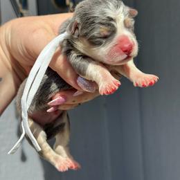 Biscuit (white) - Blue male Pembroke Welsh Corgi puppy in East Oakdale, California from Rhettro Kennels