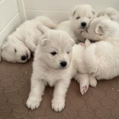 Boy 1 - White Samoyed puppy in Phoenix, Arizona from Diamond Star Samoyeds