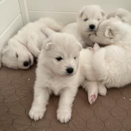 Boy 1 - White Samoyed puppy in Phoenix, Arizona from Diamond Star Samoyeds