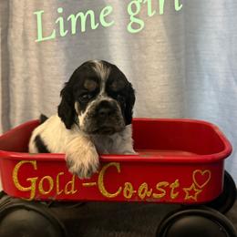 Girl 5 , lime collar - Black white and tan female Cocker Spaniel puppy in Boca Raton, Florida from Gold-Coast Cockers