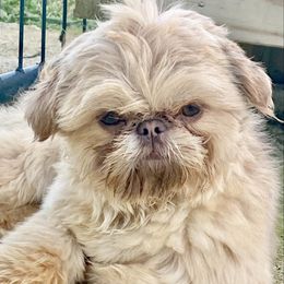 Oakley - Shih Tzu