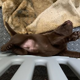 Labrador Retriever Puppies from Viklan Labradors