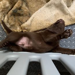 Labrador Retriever Puppies from Viklan Labradors