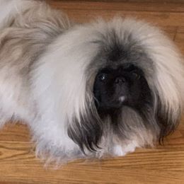 Ricky - Pekingese