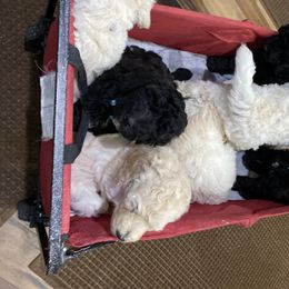 Poodle Puppies from Standard Poodle and Doodles