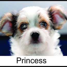 "Radon's Puppies" Biewer Terrier and Yorkshire Terrier Puppies from NorCal Terrier Kennel