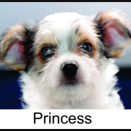 "Radon's Puppies" Biewer Terrier and Yorkshire Terrier Puppies from NorCal Terrier Kennel