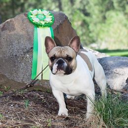 Paco - French Bulldog