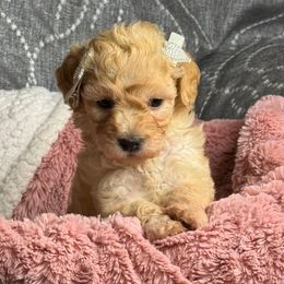 Sophie - Apricot female Maltipoo puppy in Bakersfield, California from Silvia's Maltipoos