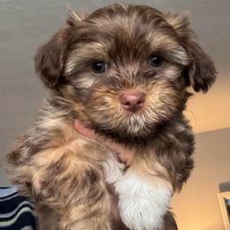 Orange collar girl with green eyes - Red female Havanese puppy in Walpole, Massachusetts from Golden Glen Havanese
