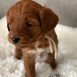 Female Spot 2 - Red  female Goldendoodle puppy in Idaho Falls, Idaho from Triple H puppies