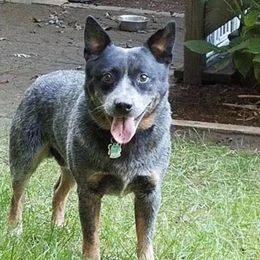 Australian Cattle Dogs from Copper Rock Australian Cattle Dogs