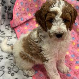 Princess - Parti female Goldendoodle puppy in Maricopa, Arizona from AZ Designer Goldendoodles