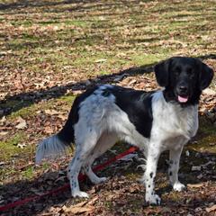 Stabyhoun All Grown Up from Faehouns
