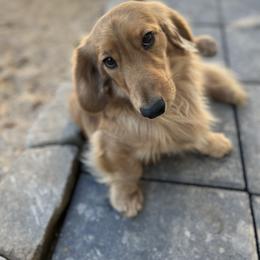 Max - Dachshund
