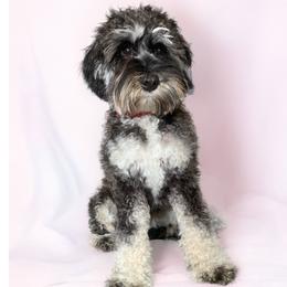 Australian Labradoodles from Labradoodles of Montana