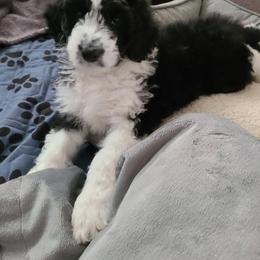 Goldendoodle, Golden Retriever, and Sheepadoodle Puppies from Guppy Puppies