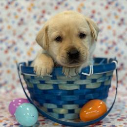 Frodo - Yellow male Labrador Retriever puppy in Isle, Minnesota from Dog Ear Outfitters