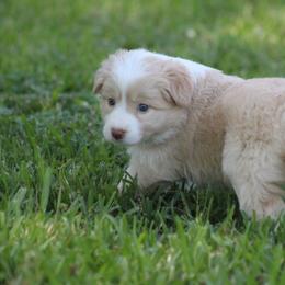 Gold girl 1 - Gold female Border Collie puppy in Tylertown, Mississippi from Cool Meadow Farms